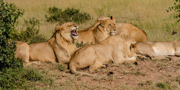 Lions Relaxing Masai Mara